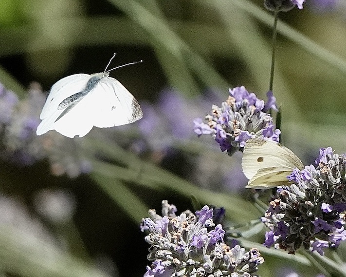 small white